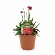 Piros széleslevelű pázsitszegfű (Armeria Ballerina)