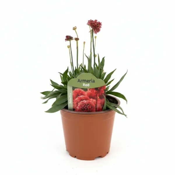Piros széleslevelű pázsitszegfű (Armeria Ballerina)