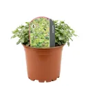 Árvacsalán Anne Green Way (Lamium)