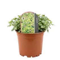Árvacsalán Anne Green Way (Lamium)