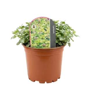 Árvacsalán Anne Green Way (Lamium)