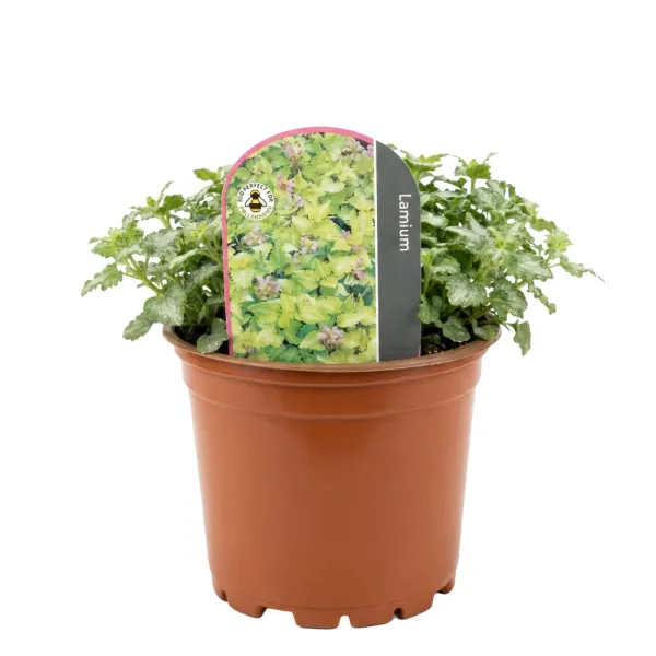 Árvacsalán Anne Green Way (Lamium)