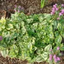 Árvacsalán Anne Green Way (Lamium)