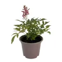 Piros/fehér Astary tollbuga (Astilbe)