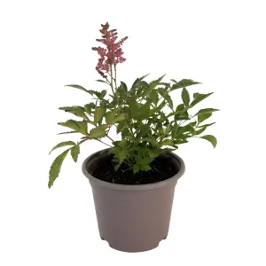 Piros/fehér Astary tollbuga (Astilbe)