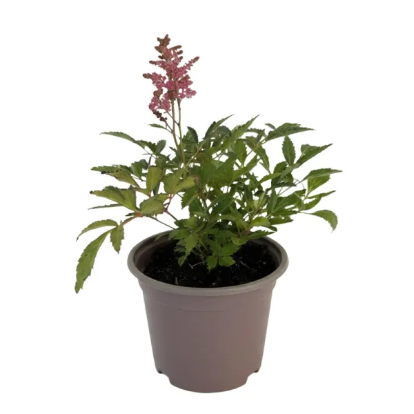 Piros/fehér Astary tollbuga (Astilbe)