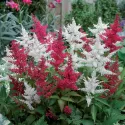Piros/fehér Astary tollbuga (Astilbe)