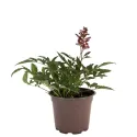Piros/fehér Astary tollbuga (Astilbe)