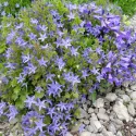 Garganói harangvirág (Campanula)
