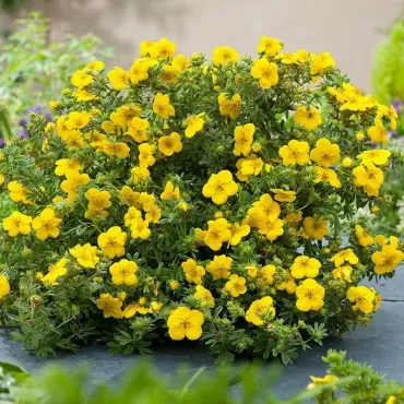 Potentilla fruticosa Goldstar