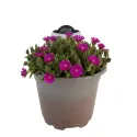 Kristályvirág Icecream Fuchsia (Delosperma)
