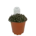 Rózsaszín kristályvirág Jewel of Desert (Delosperma)