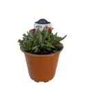 Lila kristályvirág Ocean Sunset (Delosperma)