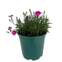 Szegfű Kahori Pink (Dianthus)