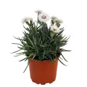 Szegfű Silver Star (Dianthus)