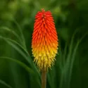 Fűrtös fáklyaliliom Red Hot Poker (Kniphofia uvaria)