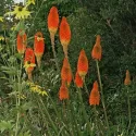 Fűrtös fáklyaliliom Red Hot Poker (Kniphofia uvaria)