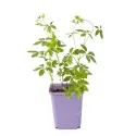 Jiaogulan (Gynostemma pentaphyllum)