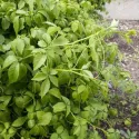 Jiaogulan (Gynostemma pentaphyllum)