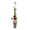 Kerti mályvacserje Sanchoyo'(Hibiscus syriacus)