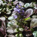 Indás ínfű Mahagony (Ajuga)