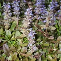 Indás ínfű Mahagony (Ajuga)