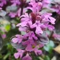 Indás ínfű Midnight Mistery (Ajuga)