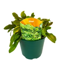 Indás ínfű Petite Parakeet (Ajuga)