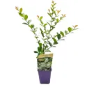 Fehér selyemmirtusz (Lagerstroemia indica)