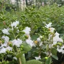 Fehér selyemmirtusz (Lagerstroemia indica)