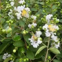 Fehér selyemmirtusz (Lagerstroemia indica)