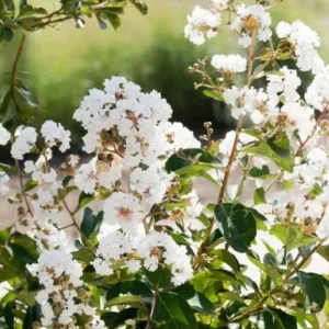 Fehér selyemmirtusz (Lagerstroemia indica)