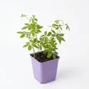 Jiaogulan (Gynostemma pentaphyllum)
