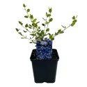 Kaliforniai orgona Victoria (Ceanothus impressus)