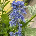 Kaliforniai orgona Victoria (Ceanothus impressus)