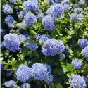 Kaliforniai orgona Victoria (Ceanothus impressus)