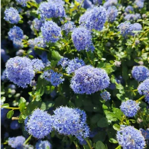 Kaliforniai orgona Victoria (Ceanothus impressus)