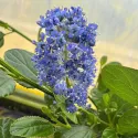 Kaliforniai orgona Victoria (Ceanothus impressus)