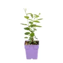 Kaliforniai orgona Marie Simon (Ceanothus pallidus)