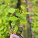 Kaliforniai orgona Marie Simon (Ceanothus pallidus)