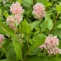Kaliforniai orgona Marie Simon (Ceanothus pallidus)
