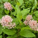 Kaliforniai orgona Marie Simon (Ceanothus pallidus)