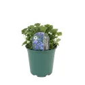 Garganói harangvirág (Campanula)