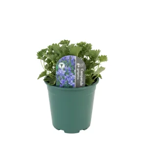 Garganói harangvirág (Campanula)