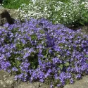 Garganói harangvirág (Campanula)