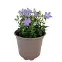 Harangvirág Pearl Blue (Campanula)