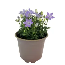 Harangvirág Pearl Blue (Campanula)