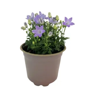 Harangvirág Pearl Blue (Campanula)