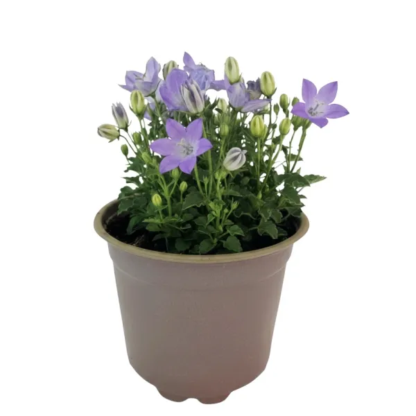 Harangvirág Pearl Blue (Campanula)