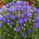 Harangvirág Pearl Blue (Campanula)
